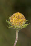 Pineland false sunflower